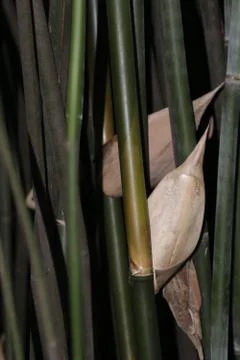 Close up Bamboo Tree Stock Photos