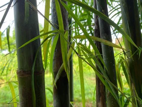 Close up of bamboo tree trunks and leaves blowing in the gentle breeze Stock Photos