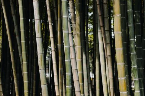 Close-up of bamboo trees in perspective. Stock Photos