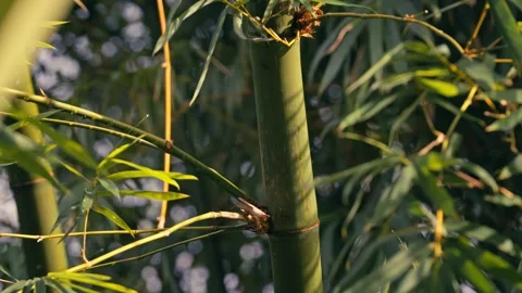Close-up of Bamboo Trunk with New Green Shoots Emerging, Natural Growth Outdoors Stock Footage 329009664