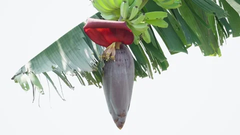 Close Up of Banana Blossom with Developing Fruit Video stock 337143011