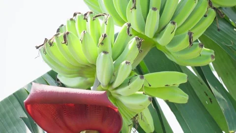 Close Up of Banana Blossom with Developing Fruit Stock-Footage 337143046