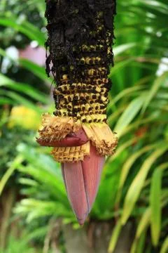 Close up of banana bunch. Stock Photos