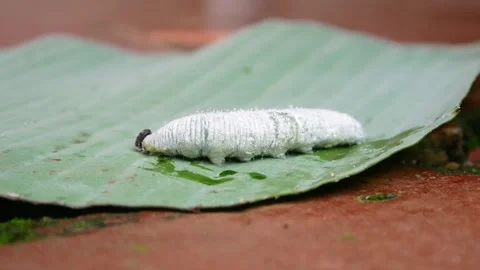 Close up of banana leaf back caterpillar (Erionota thrax) Stock Footage 308001953