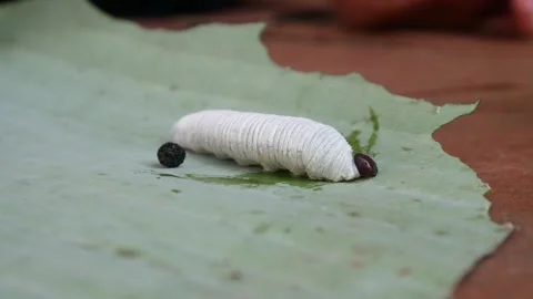 Close up of banana leaf back caterpillar (Erionota thrax) Stock Footage 308001980