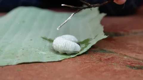 Close up of banana leaf back caterpillar (Erionota thrax) Stock Footage 308002042