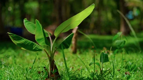 Close up of banana leaf 스톡 동영상 130582989