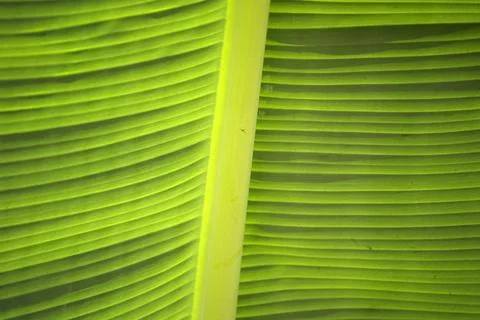 Close Up Banana Leaf Midrib Texture Iguazu Rainforest Stock Photos