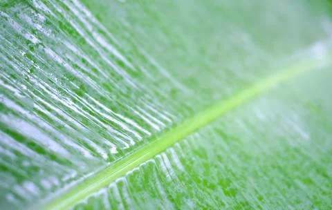 Close up of banana leaf Stock Photos
