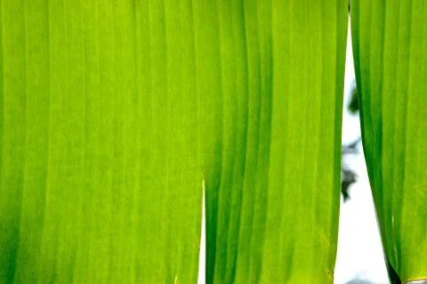 Close up of the Banana leaf. Sunlight effect. Green concept. Foto stock