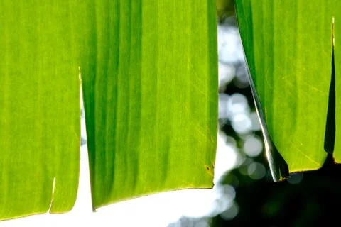 Close up of the Banana leaf. Sunlight effect. Green concept. Foto stock