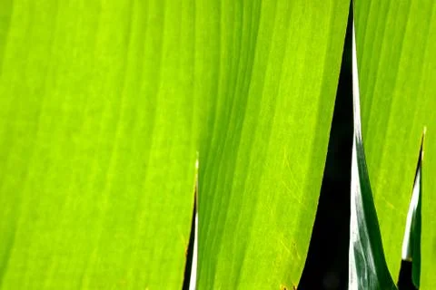 Close up of the Banana leaf. Sunlight effect. Green concept. Foto stock