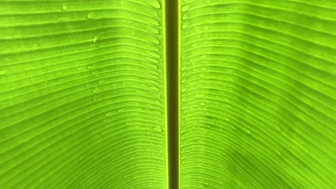 Close up banana leaf texture background Stock Footage 220200029