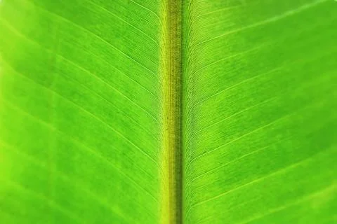 Close-up banana leaf Texture background Stock Photos