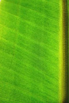Close-up banana leaf Texture background Stock Photos