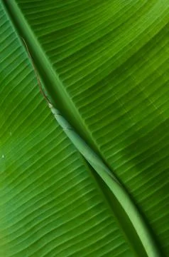 A close up of banana leaf texture. Foto stock