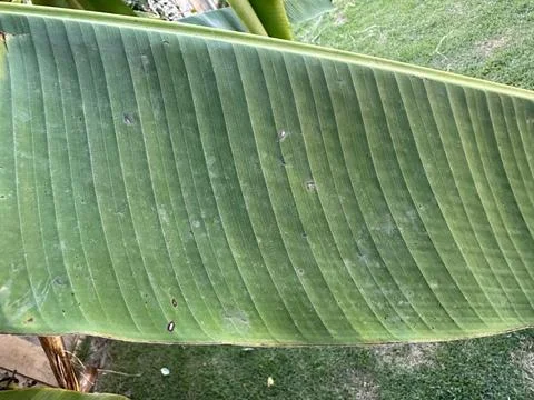 Close-up of banana leaf texture Stock Photos