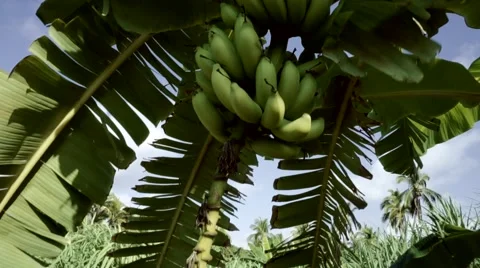 Close up of a banana tree Stock Footage 46411210