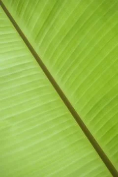 Close up of a banana tree leaf Stock Photos