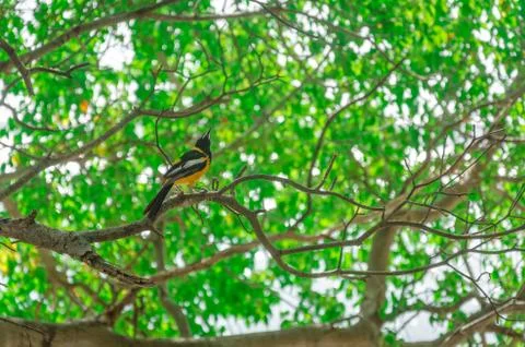 Close-up of a Bananaquit Bird on a branch Stock Photos