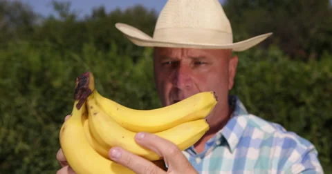 Close Up Bananas Fruit Bunch Quality Check Farmer Worker Tropical Farmland  Video stock 59526365