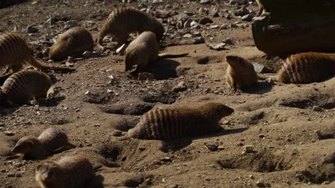 Close up of banded mongoos Stock Footage 271201623