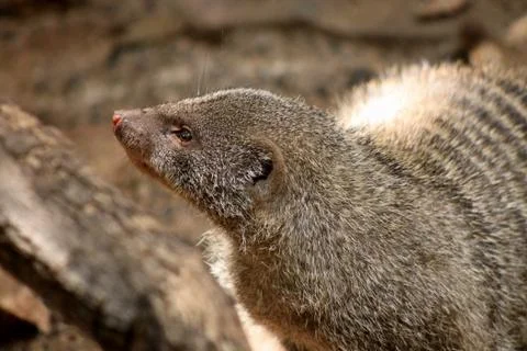 Close-up of banded mongoose head Stock Photos