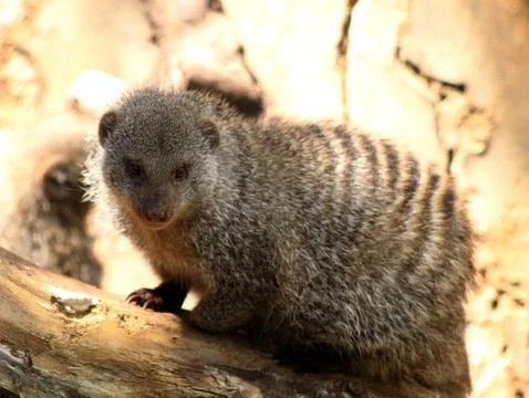 Close-up of banded mongoose Stock Photos