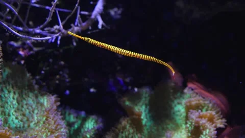 Close up of A Banded pipefish Stock Footage 210241272