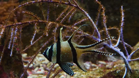 Close up of Bangai-Kardinal Video stock 121855090