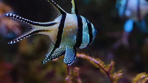  Close up of Banggai cardinalfis Stock Footage 140586341