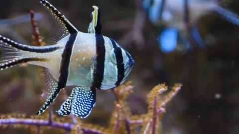 Close up of Banggai cardinalfish Stock Footage 119498192