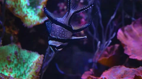 Close up of a Banggai cardinalfish  Stock Footage 145259331