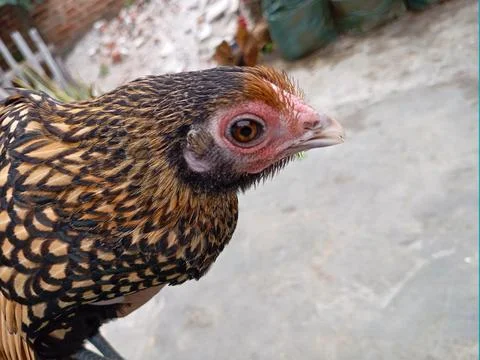 Close Up of Bantam Chicken Head with Patterned Feathers Stock Photos