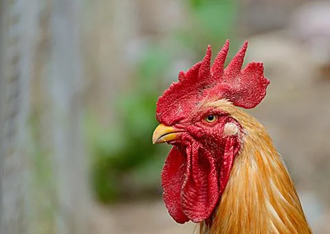 Close up of bantam Head with blurred background Stock Photos