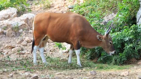 Close up of Banteng (Bos javanicus) Stock Photos