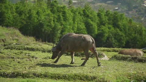 Close up Banteng (Bos javanicus) in real nature in wildlife vietnam Stock Footage 126078324