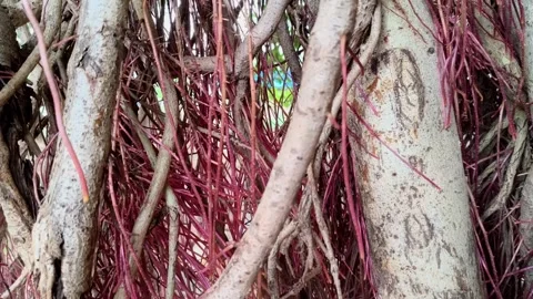 Close-Up of Banyan Tree Aerial Roots and Trunk Texture Stock Footage 340629922