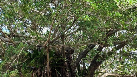 Close-Up of Banyan Tree Branches and Roots in Naha, Okinawa Stock Footage 299969392