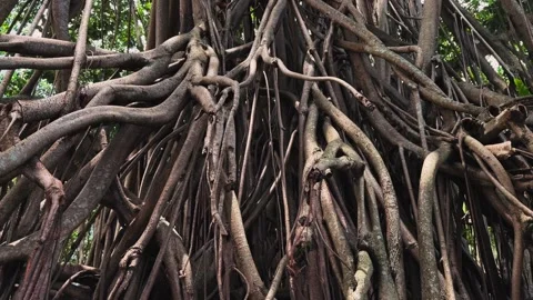 Close up of Banyan Tree Hanging Roots 스톡 동영상 342892230
