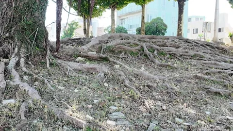 Close-Up of Banyan Tree Roots: Intricate Overlapping Structure in Okinawa Stock Footage 299974446