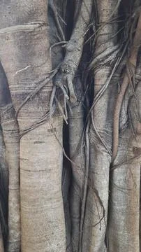 Close up of banyan tree trunk and aerial roots. Natural Background Photos
