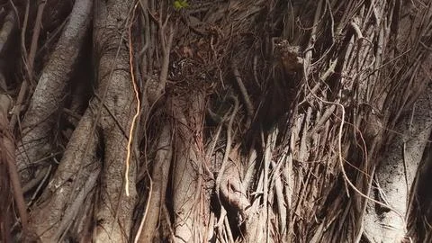 Close-up of a banyan tree trunk and roots. Natural Background Stockfoto's
