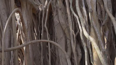 Close-up of banyan tree trunk in the forest Stock Photos