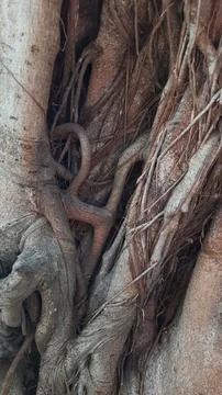 Close-up of a banyan tree trunk with intertwined roots. Natural background Stockfoto's
