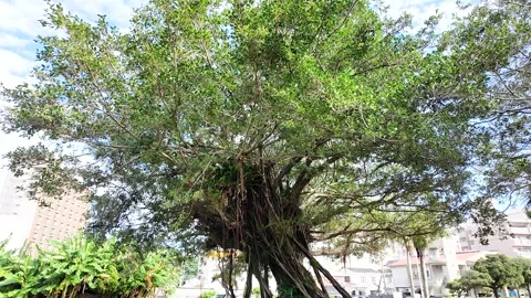 Close-Up of Banyan Tree's Intertwined Branches and Roots | HD Stock Footage 298151129