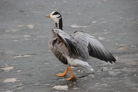 Close up  Bar-headed goose floating in the lake Stock Photos