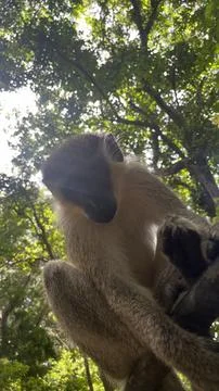 Close up of a Barbados green monkey in a tree Stock Photos