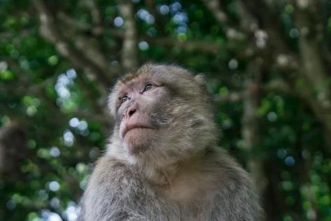 Close up of Barbary Macaque in forest setting Stock Photos
