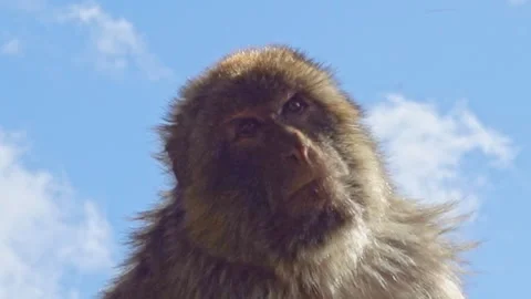 Close-up of a Barbary macaque looking at a distant view Stock Footage 336619002